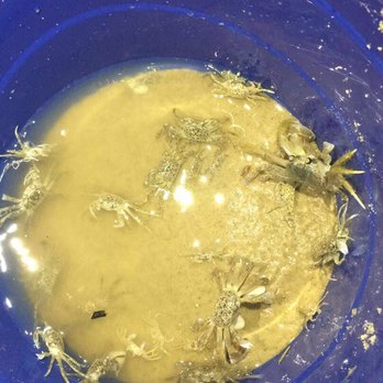 Surfside Beach - Crabs are everywhere at night - Beaches Near Me - Surfside Beach, Texas