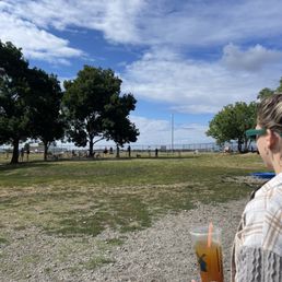 Lots of dogs today! - A person wearing glasses and a plaid shirt is holding a large iced beverage with a straw in a park setting. The background features several trees, a fence, and a partly cloudy sky. The scene appears to be a casual outdoor gathering or leisure area.