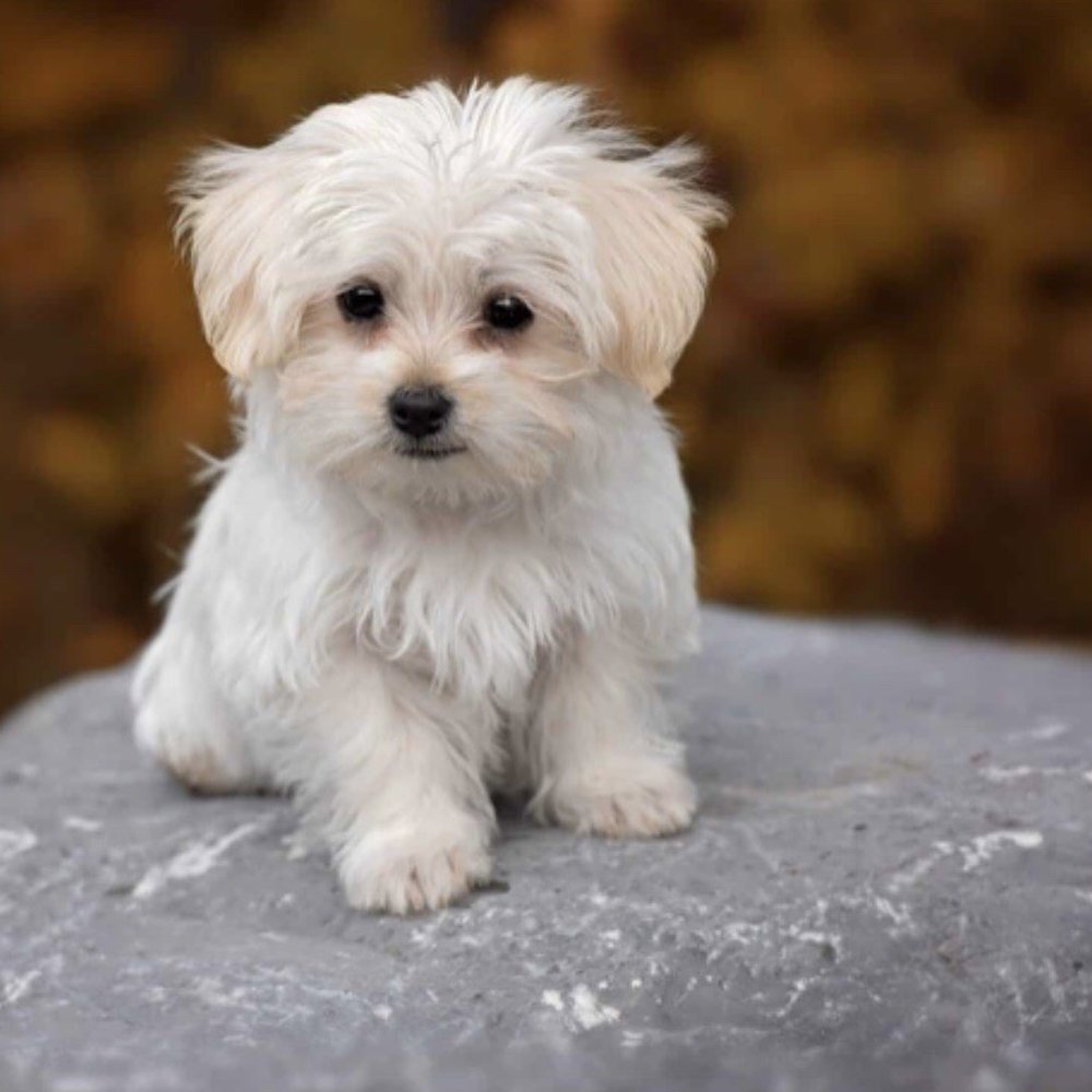 Advanced Animal Care - My dog who they didnt treat or care for properly - Veterinarians Near Me - Fort Mohave, Arizona Advanced Animal Care - My dog who they didnt treat or care for properly - Veterinarians Near Me - Fort Mohave, Arizona