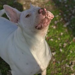 Northwest Georgia Veterinary Emergency Center - Rest in Peace Willie! Momma is so sorry!