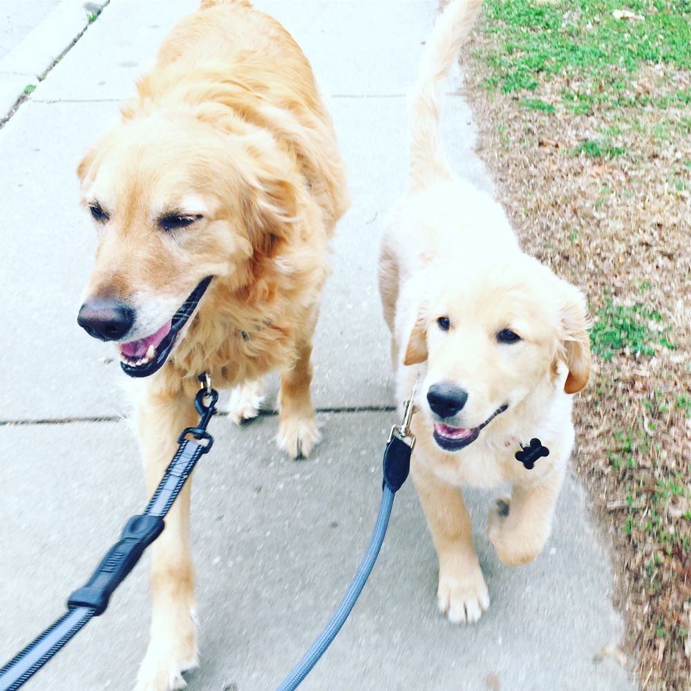 Pongo's Pet Services - pet boarding facility in Kansas City, KS