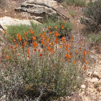 Ice Box Canyon - Globemallow plants blooming along the trail. - Hiking Near Me - Las Vegas, Nevada