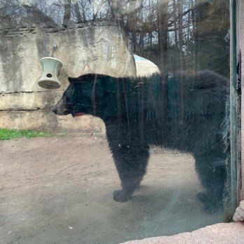 Cameron Park Zoo - Black bear - Zoos Near Me - Waco, Texas Cameron Park Zoo - Black bear - Zoos Near Me - Waco, Texas