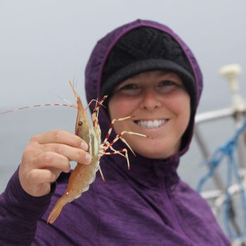 Alaskan Song Charters - Nice size spot prawn - Boat Charters Near Me Alaskan Song Charters - Nice size spot prawn - Boat Charters Near Me