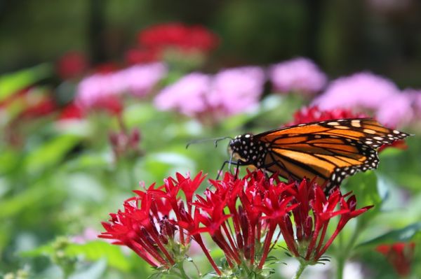 Huntsville Botanical Garden by null
