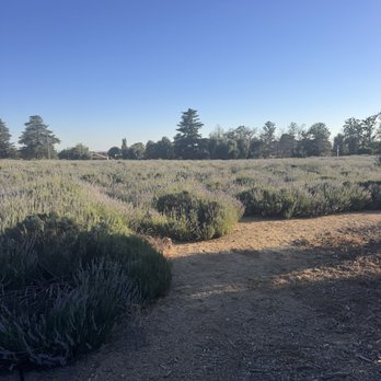 Lavender Festival - Lavender fields - Festivals Near Me - Cherry Valley, California