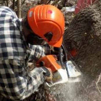 A-Star Tree Experts - Tree Services Near Me - Oakville, Ontario A-Star Tree Experts - Tree Services Near Me - Oakville, Ontario