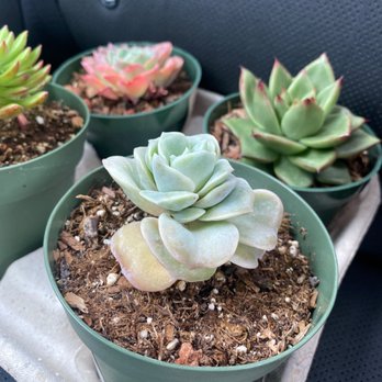 Highway 92 Succulents - Nurseries & Gardening Near Me - Half Moon Bay, California Highway 92 Succulents - Nurseries & Gardening Near Me - Half Moon Bay, California