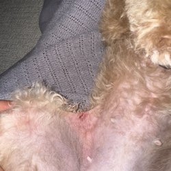 South Beach Pet Shop and Spa - Apparently people who works in this place are beginners, I took my dog for a haircut and they almost left her hairless and they cut her sk