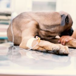 IPet Care & Holistic - We offer IV services for dehydrated animals, we also do vitamin booster IV and electrolytes as well as homeopathic vaccines