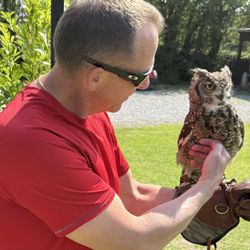 Dingle's Falconry Experience