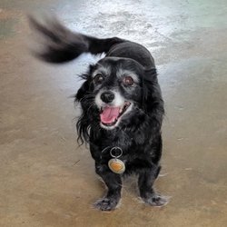 Loving Paws Dog Boarding & Daycare