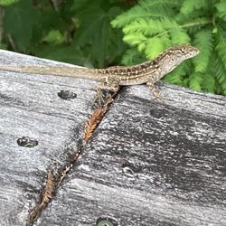 CREW - Bird Rookery Swamp - Lizard