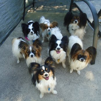 A Breed Apart Pet Breeders Londonderry Nh Phone Number