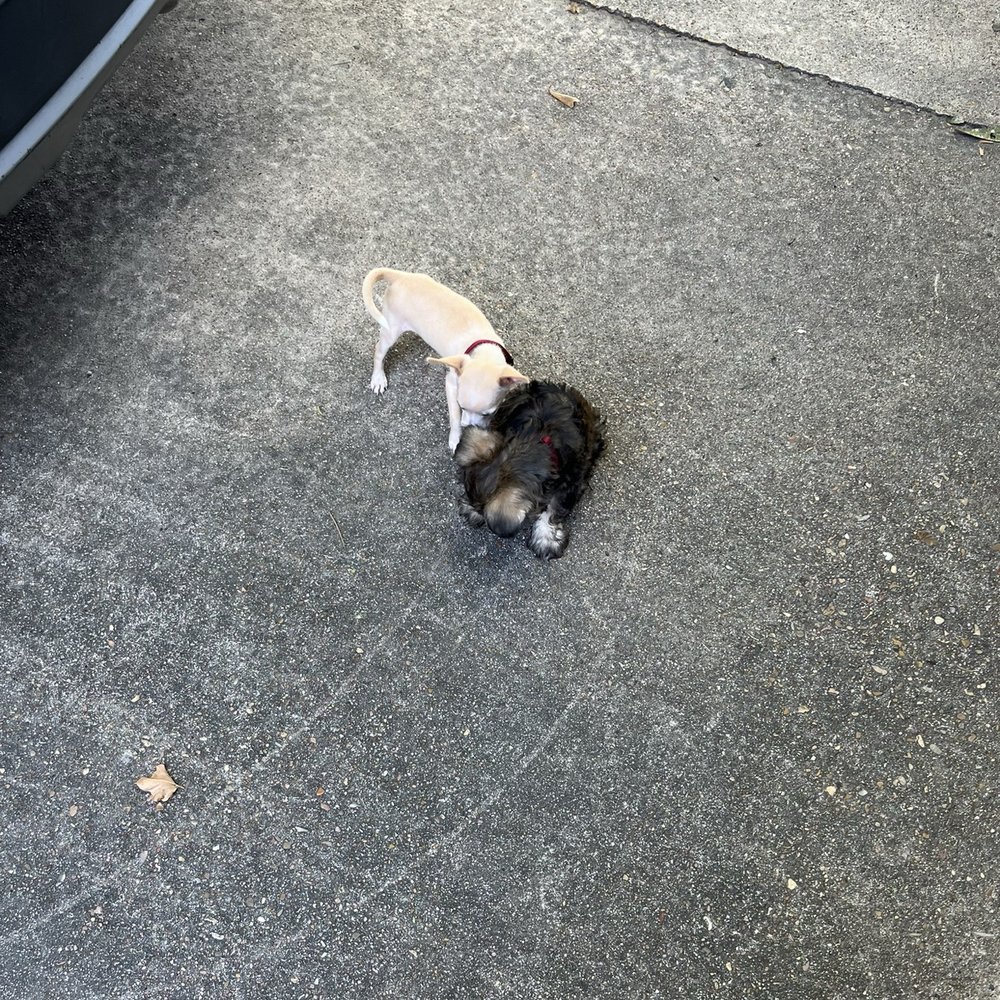 Daddio's Burger - My dogs - Burgers Near Me - Beaumont, Texas