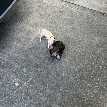 Daddio's Burger - My dogs - Burgers Near Me - Beaumont, Texas