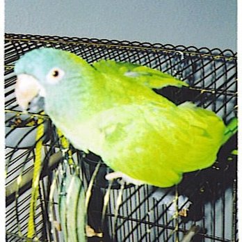 Creature Connections - Pet Sitting Near Me