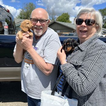 GretaLo Dachshunds - Hershey & Gracie go to their forever home in Medford, OR together. - Pet Breeders Near Me - Vancouver, Washington GretaLo Dachshunds - Hershey & Gracie go to their forever home in Medford, OR together. - Pet Breeders Near Me - Vancouver, Washington