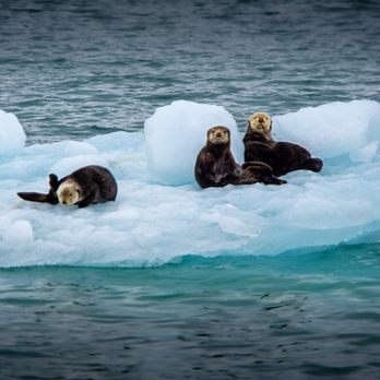 Alaska Outdoors - The otters spotted us during our kayaking trip - Tours Near Me Alaska Outdoors - The otters spotted us during our kayaking trip - Tours Near Me