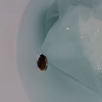 Deerbrook Garden Apartments - Bugs!!!! - Apartments Near Me - Humble, Texas Deerbrook Garden Apartments - Bugs!!!! - Apartments Near Me - Humble, Texas