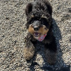 Perfect Paws - Hunny all smiles at Daycare!