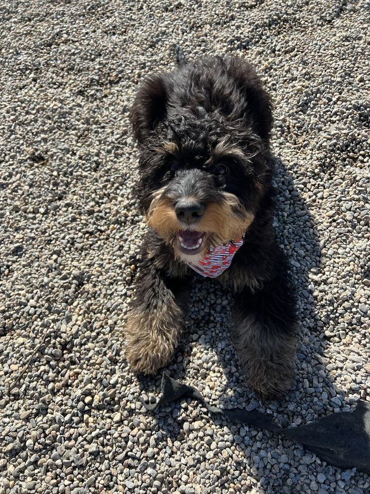 Perfect Paws - pet boarding facility in Newton, MA