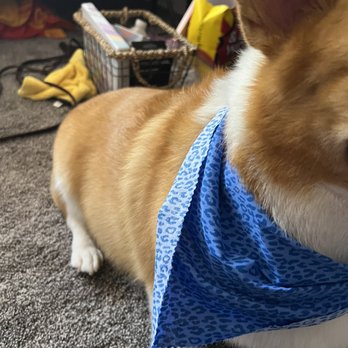 The Dandy Dog - Pet Groomers Near Me - Chula Vista, California
