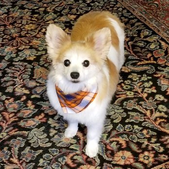 Paw Sensitive - Pet Sitting Near Me - Lincoln, Nebraska Paw Sensitive - Pet Sitting Near Me - Lincoln, Nebraska