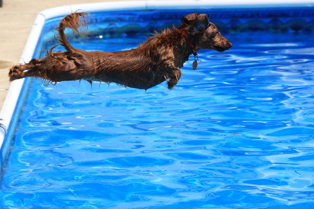 LEASH LOVE Updated August 2024 16 Reviews 268 Walnut St, Lynn