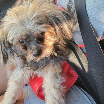 Pet Land - This is what my dog looked like at pick up. - Pet Groomers Near Me - Lawndale, California Pet Land - This is what my dog looked like at pick up. - Pet Groomers Near Me - Lawndale, California