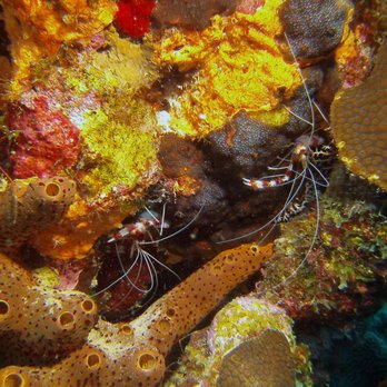 Rogue Aquatics - We travel around the globe! Come diving with us! - Scuba Diving Near Me - Central Point, Oregon