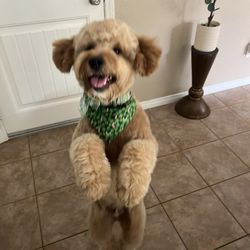 The Groomery