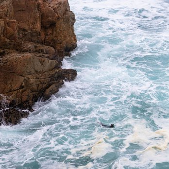 Garrapata State Park - otter down below - Hiking Near Me Garrapata State Park - otter down below - Hiking Near Me