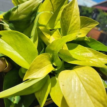 Ken's Gardens - Neon pothos and philodendron Brazil - The image features a close-up view of a pothos plant with variegated leaves displaying shades of yellow and green. The leaves are illuminated by sunlight, highlighting their glossy texture and variegation patterns. The background is blurred, showing an outdoor scene with a blue sky and some structures, indicating the plant is placed near a window or outdoors. - Nurseries & Gardening Near Me - Lancaster, Pennsylvania