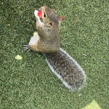 Amara Cay Resort - Even the squirrel enjoys the surroundings - Resorts Near Me - Islamorada, Florida