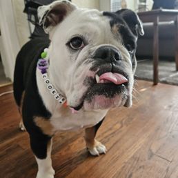 Cookie showing off her new necklace!! Cookie showing off her new necklace!!