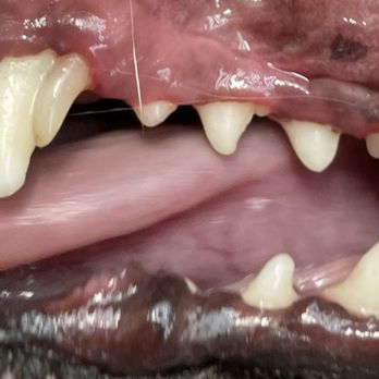 Bright N’ Shine Pet Dental - Pet Services Near Me - Boca Raton, Florida Bright N’ Shine Pet Dental - Pet Services Near Me - Boca Raton, Florida