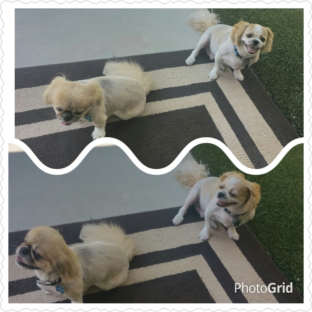 Petco - Pet Training Near Me - Phoenix, Arizona Petco - Pet Training Near Me - Phoenix, Arizona