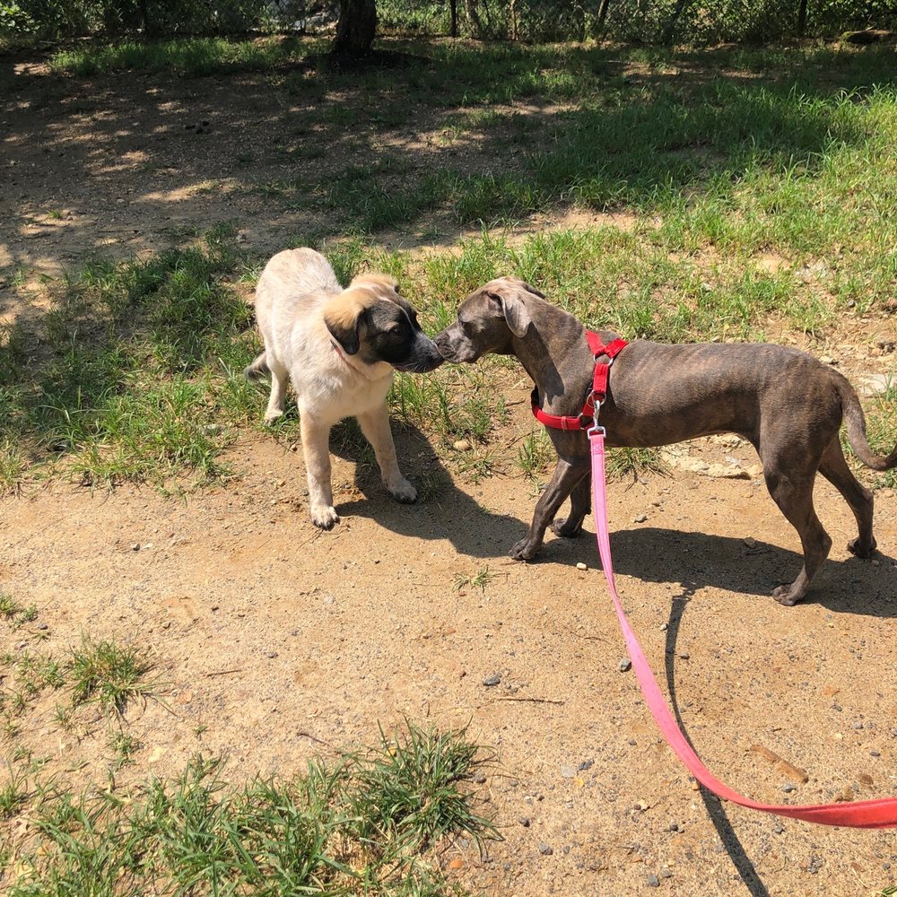 Shirlington Dog Park - Dog Parks Near Me - Arlington, Virginia Shirlington Dog Park - Dog Parks Near Me - Arlington, Virginia