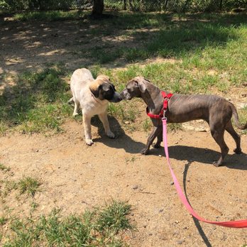 Shirlington Dog Park - Dog Parks Near Me - Arlington, Virginia Shirlington Dog Park - Dog Parks Near Me - Arlington, Virginia