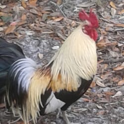 Weedman's Grocery - One of Weedman's resident roosters