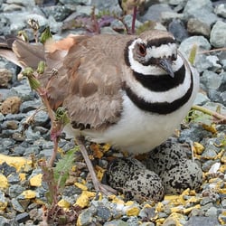 Port Of Garibaldi RV Park - Be careful if you are in space 30, there is a killdeer with her eggs there right of there. This was in June 2016