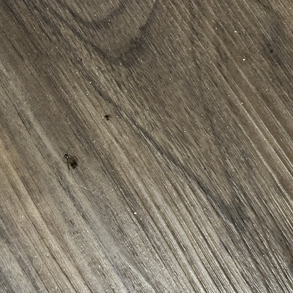 Roaches!!! Everywhere! Roaches!!! Everywhere!