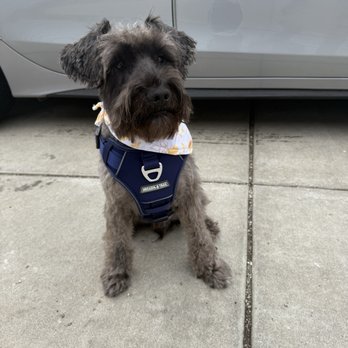 PetSmart - Milo :)) - Pet Groomers Near Me - Chicago, Illinois