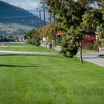 The Grounds Guys - a street with trees and grass - Landscaping Near Me
