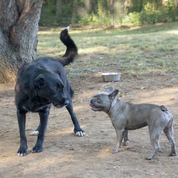 Tails-a-Wagn Pet Grooming - Doggy Daycare fun! - Pet Groomers Near Me - Claremore, Oklahoma Tails-a-Wagn Pet Grooming - Doggy Daycare fun! - Pet Groomers Near Me - Claremore, Oklahoma