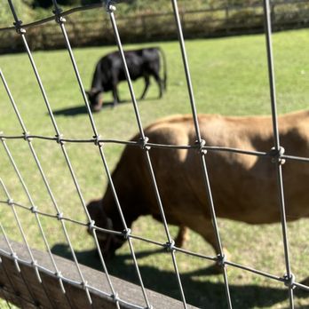 Kelsey Creek Farm Park - Can't believe the cows came so close to us! - Venues & Event Spaces Near Me - Bellevue, Washington
