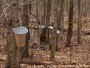 Bacon Farm Maple Products Logo