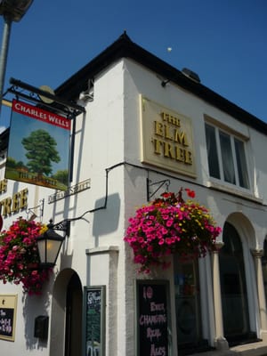 The Elm Tree by null