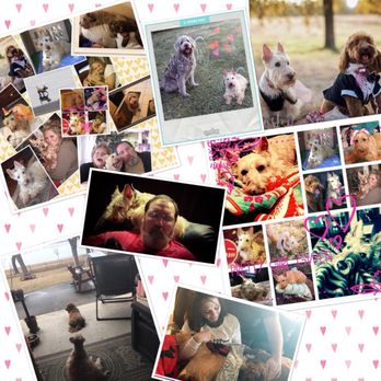 Compassionate Care Pet Services - Pet Hospice Near Me Compassionate Care Pet Services - Pet Hospice Near Me